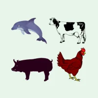 Livestock Feed Calculator
